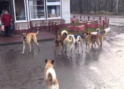 Таганрожцев терроризируют дикие собачьи стаи