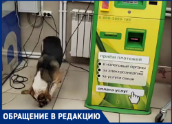 Голодная собака-экстремалка решила перекусить электрическим кабелем в Таганроге