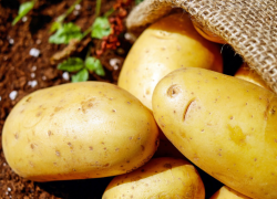 Когда лучше всего выкапывать картофель: совет агрономов для таганрожцев