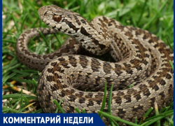 "Эти змеи нам нужны, эти змеи нам важны" — почему в Таганроге ужи не исчезнут с набережной 