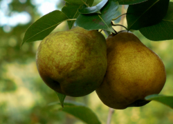 Урожай подвёл: почему у таганрожцев червивые груши и как больше не допустить этого