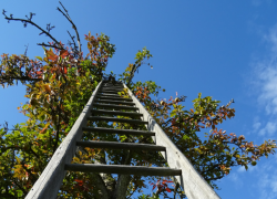 Цвели прекрасно, а урожая нет: что губит таганрогские яблони и как им помочь в июне