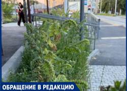 На Северной площади таганрожцы обнаружили опасные ядовитые растения