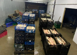 В Таганроге у предпринимателя изъяли 7 тонн рыбы