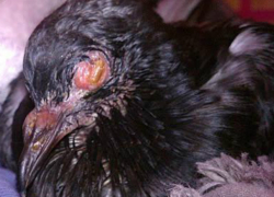 Опасное заболевание орнитоз  выявлено в Ростовской области