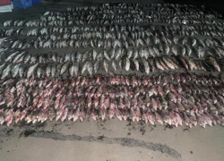 В Неклиновском районе пограничники пресекли перевозку незаконного улова рыбы 