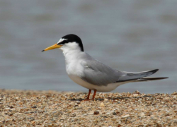 Фотохудожник Таганрога запечатлел краснокнижную малую крачку