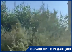Таганроженка боится, что загорится 4-х метровый камыш, который окружает газовую трубу
