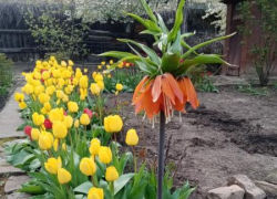 Таганрогским огородникам и садоводам  предстоит в апреле много работы 