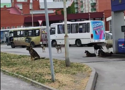 «Банда мохнатых» пугает таганрожцев в микрорайоне Русское поле