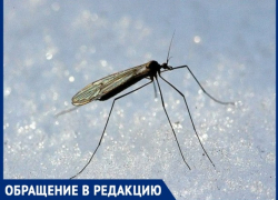 Средь белой зимы: комары атакуют таганрогские квартиры с декабря и по сей день