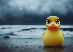 Утиное мясо из Ростовской области —  в Китай