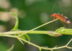В скором времени таганрожцы смогут попробовать продукты из сверчковой муки