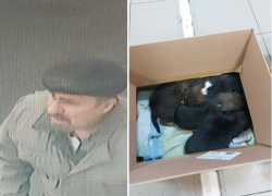 Ещё один таганрожец избавился от щенков, подкинув их под двери зоосалона