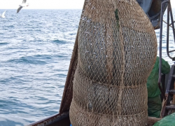 Осолонение Азовского моря изменило рыбные популяции Таганрогского залива - кто нерестится?