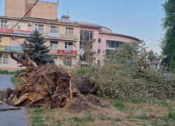 Огромное дерево рухнуло на пешеходную дорожку возле культурно-досугового центра «Олимп» во время урагана
