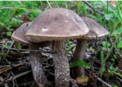 Обновление в Красной книге Ростовской области: за какие виды грибов не будут наказывать