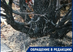 Пожар на таганрогском кладбище стал причиной хамства