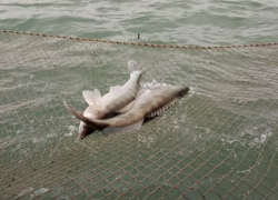 В Азовском море и реке Дон запретили ловить рыбу, сосредоточенную сейчас в Таганрогском заливе