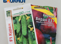В Таганроге начинается горячая пора для огородников: увеличиваем всхожесть семян