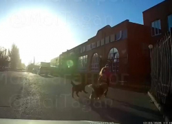 В Таганроге стая бродячих собак напала на девочку — спасителем стал водитель с видеорегистратором