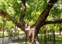 В Таганроге будут охранять многолетние дубы