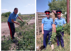 Дикорастущей конопле в Таганроге не бывать