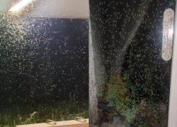 С наступлением жары Таганрог снова стали одолевать зелёные комары