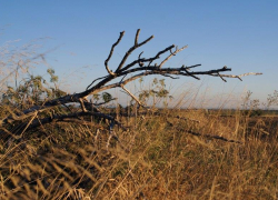 Осторожно: природа в Таганроге ломает деревья 