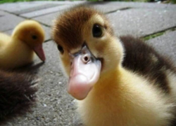 На КПП в Ростовской области задержали необычную контрабанду