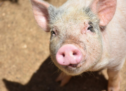 В Ростовской области выявлен факт африканской чумы свиней