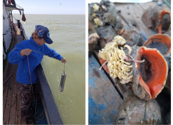 В Азовском море зафиксирован рост объёмов вылова моллюсков