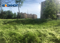 На ошибках не учатся – снова МКУ «Приморье» не косит траву в Приморском парке