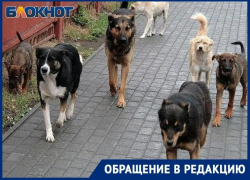В Таганроге на ребенка набросилась бродячая собака