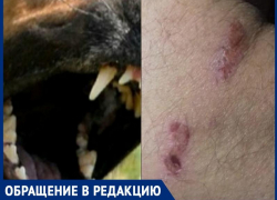 «Спасли куртка, свитер и рубашка»: стаи бродячих собак в Таганроге продолжают нападать на людей