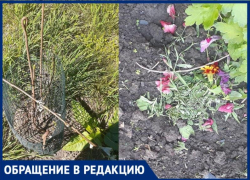 Детям обидно до слез – в Таганроге разрушили клумбу юных садоводов