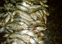 В Таганроге задержали подозреваемых в браконьерстве