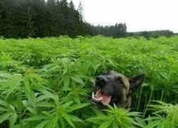 Таможенник был задержан при попытке подкинуть наркотики