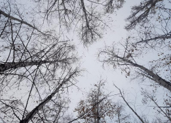 Григорий Зимоуказатель: как провести таганрожцам 30 ноября, чтобы привлечь удачу 