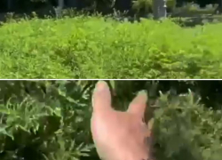 Поле амброзии раскинулось в Таганроге 