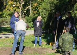 124 тысяч рублей потратит администрация Таганрога на саженцы деревьев