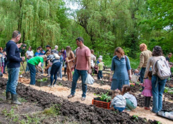 В Дубках местные волонтёры высадили более 200 саженцев дуба 