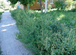 В Таганроге вновь пытаются бороться с сорняками
