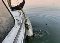 Дельфина спасли пограничники из сетей в Таганрогском заливе