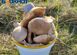 Таганрожцев предупреждают об опасностях отравлений грибами 