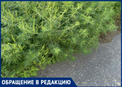 В Таганроге аллергиков не щадят - город зарастает амброзией, а жители просят "побудить" администрацию на покос