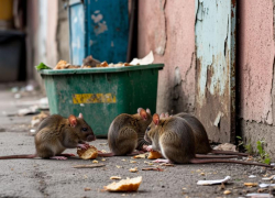 Жирные и наглые крысы захватили старый центр Таганрога и никого не боятся