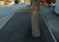 Дорожные рабочие замуровали дерево в Таганроге