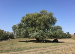 Таганрожцев призывают голосовать за «Бабушку Иву»