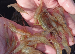 Солёность и тепло: как изменения климатa приводят к буму деликатесных моллюсков в Азовском море и Таганрогском заливе